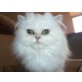 Chinchilla, Perser - Katze
