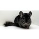 Chinchilla - männlich