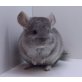Chinchilla - männlich