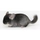 Chinchilla - männlich