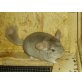 Chinchilla - männlich