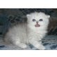Chinchilla-siver-shaded Perser, Perser - Kater