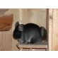 Chinchilla - weiblich