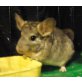 Chinchillas