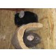 Chinchillas, Langschwanzchinchilla - weiblich