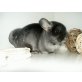 ~~Chinchillas abzugeben~~, Langschwanzchinchilla - männlich
