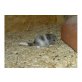 Chinchillas aus liebevoller Hobbyzucht, Langschwanzchinchilla - männlich