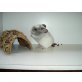 Chinchillas aus liebevoller Hobbyzucht, Langschwanzchinchilla - männlich