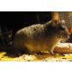 Chinchillas - weiblich