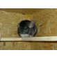 Chinchillaweibchen aus Hobbyzucht, Langschwanzchinchilla - weiblich
