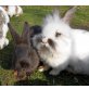 Chinchin und Zechi, Mischlinge - weiblich