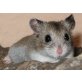 Chinesische Streifenhamster