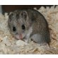 Chinesische Streifenhamster