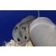 Chinesische Streifenhamster