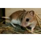 Chinesische Streifenhamster