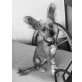 Chinesischer Schopfhund Hairless-Schlag - Hündin
