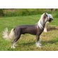 Chinesischer Schopfhund Hairless-Schlag - Rüde