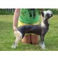 Chinesischer Schopfhund Hairless-Schlag - Rüde