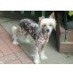 Chinesischer Schopfhund Hairless-Schlag Welpen - Rüde