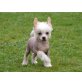 Chinesischer Schopfhund Hairless-Schlag Welpen - Rüde