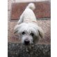 Chinesischer Schopfhund Powderpuff-Schlag - Rüde
