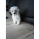 Chinesischer Schopfhund Powderpuff-Schlag - Rüde