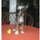 Chinesischer Schopfhund Powderpuff-Schlag Welpen - Rüde