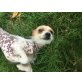 Chinesischer Schopfhund - Rüde