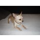 Chino, Chihuahua kurzhaariger Schlag - Rüde