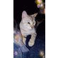 Chiotto, Bengalkatze - Kater