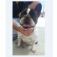 Chip, Französische Bulldogge - Rüde