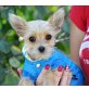 Chip, Yorki-Chihuahua-Mix Welpen - Rüde