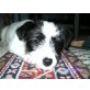 Chipman, Malteser/Jack Russel - Rüde