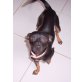 Chippy, mallorquinischer Zwergpinscher - Rüde