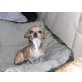 Chipsy, Chihuahua kurzhaariger Schlag - Hündin
