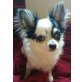 Chipsy, Chihuahua langhaariger Schlag - Rüde