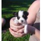 Chipsy, Chihuahua langhaariger Schlag Welpen - Hündin