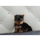 Chipsy, Yorkshire Terrier - Hündin