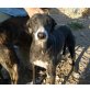 Chiquitina, Galgo - Hündin