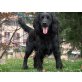 Chiripi, Setter-Mix - Rüde