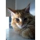 Chirocco, Maine Coon - Kater