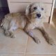 Chisko, Mix - Rüde