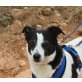Chispa, Jack Russell Mix - Hündin