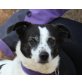 Chispa, Jack Russell Mix - Hündin
