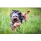 Chispa, kleiner Traumhund! - Rüde