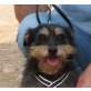Chispas, Dackel Yorkie Mix - Rüde