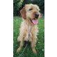 Chispi, Griffonmix - Hündin