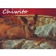 Chiwito-ist ein goldiger Hunde-opi, Chiuaha-Mix - Rüde