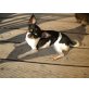 Chloé, Chihuahua kurzhaariger Schlag - Hündin
