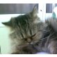 Chloe, Perser - Katze